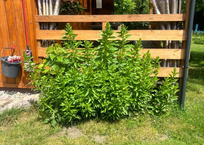 Апартаменты Zacisze U Ani